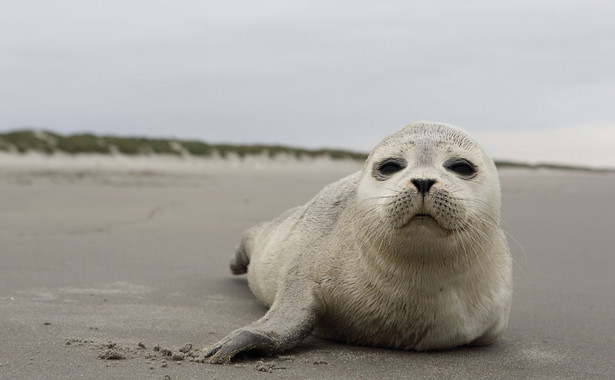 Członkowie WWF apelują, aby w razie natrafienia na plaży na żywe lub martwe zwierzę zadzwonić na numer Błękitnego Patrolu (795 536 009) lub do Stacji Morskiej (601 889 940).