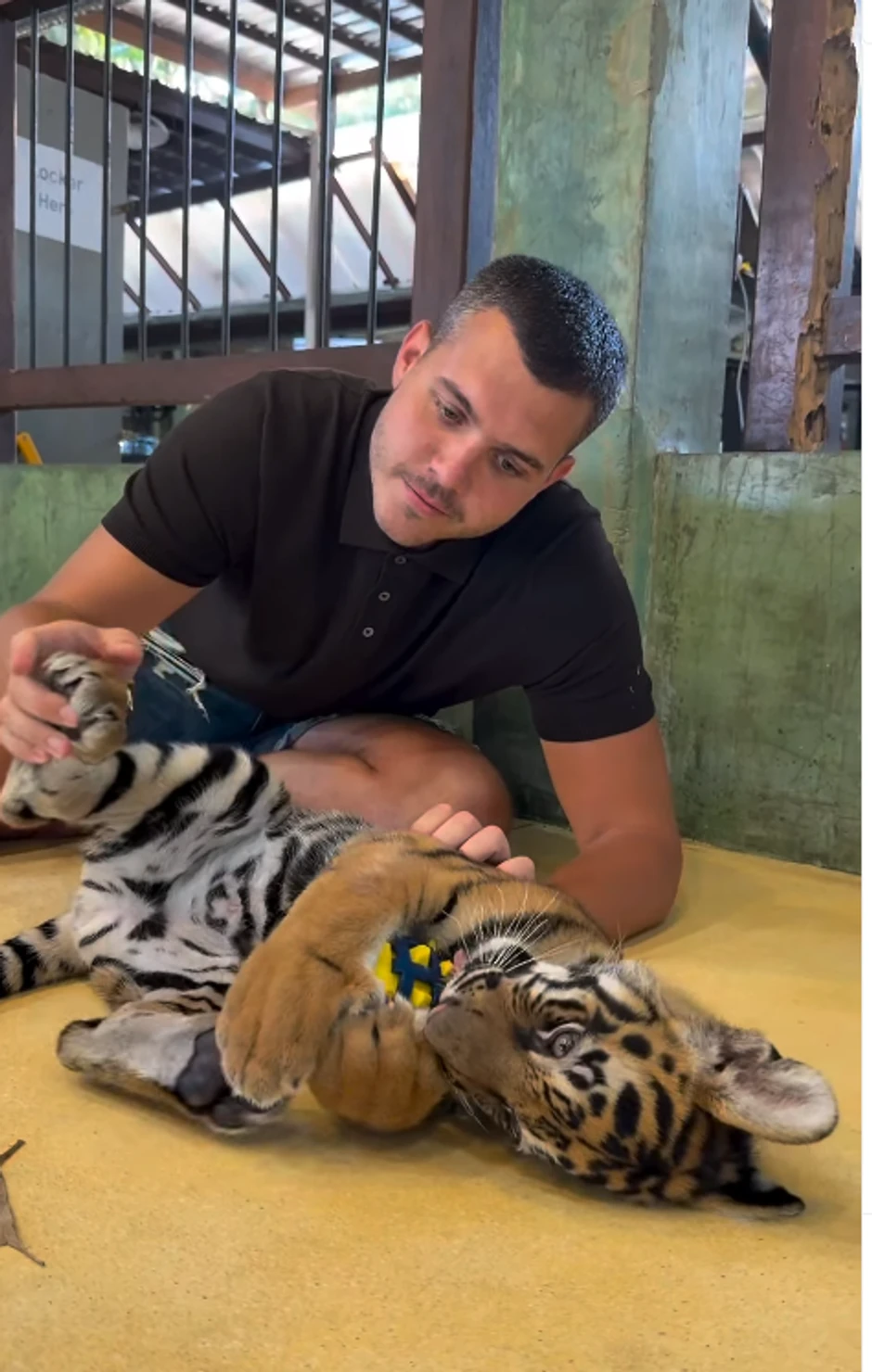 Viktor Živojinović se igra sa tigrom