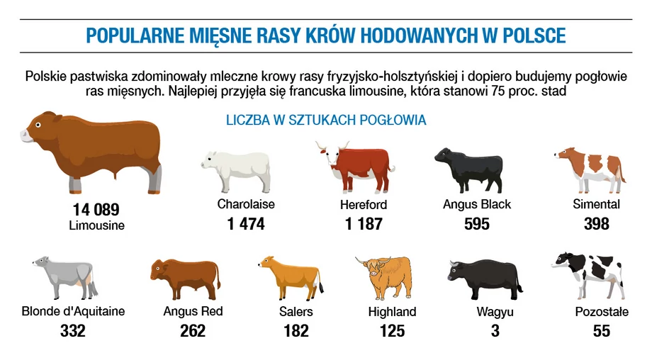 Popularne mięsne rasy krów hodowanych w Polsce