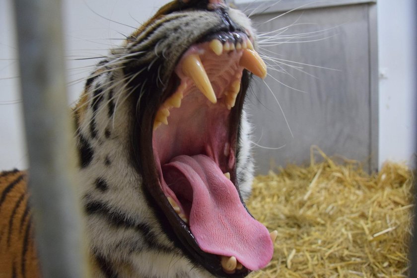 Zoo broni się w sprawie uratowanych tygrysów