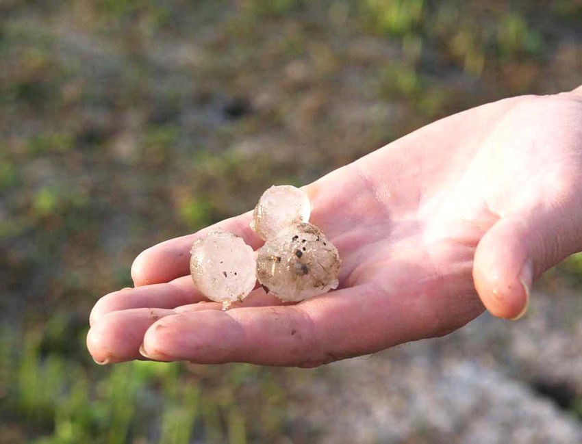 Grad tri puta padao i uništio letinu na njivama koje vlasnici nisu osigurali, pa sada traže pomoć države