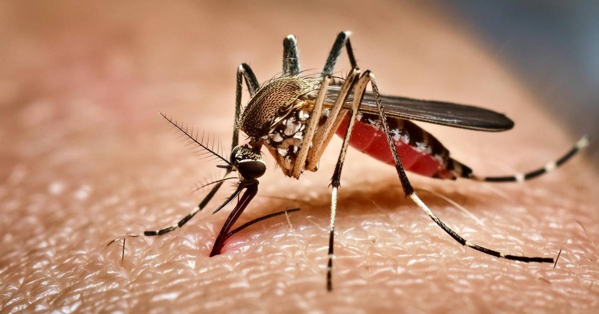 Jak komary wybierają ofiary? Naukowcy odkryli mechanizm