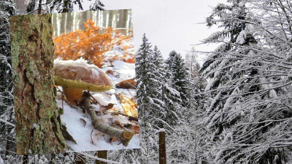 Podgrzybek w zimowym lesie (Fot. Facebook/Nadleśnictwo Lubliniec)