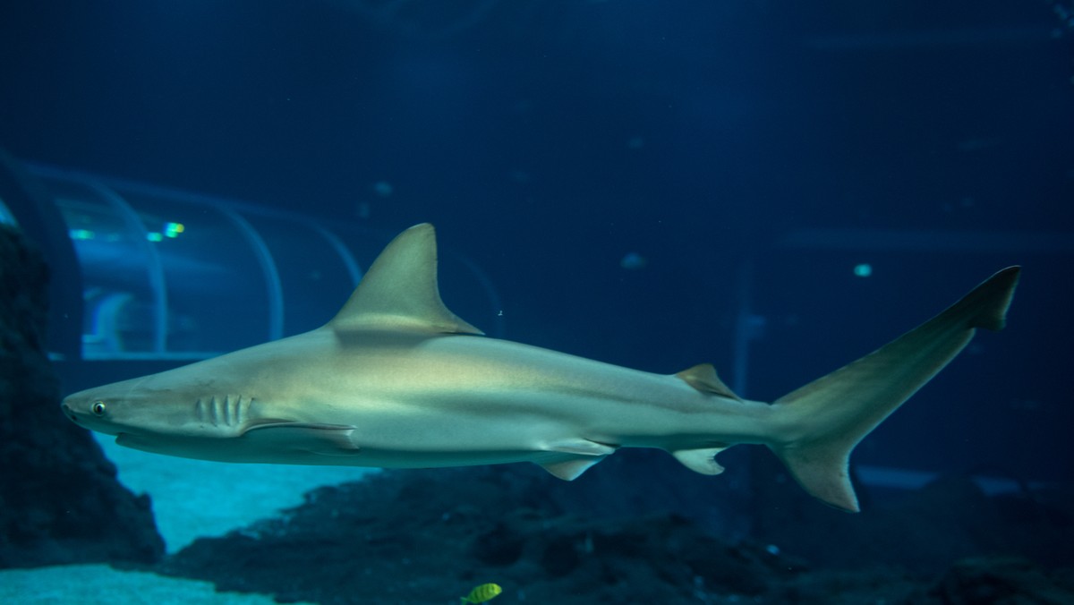 Łódź otwiera swoje Orientarium. Rekiny łódzką konkurencją dla Afrykarium