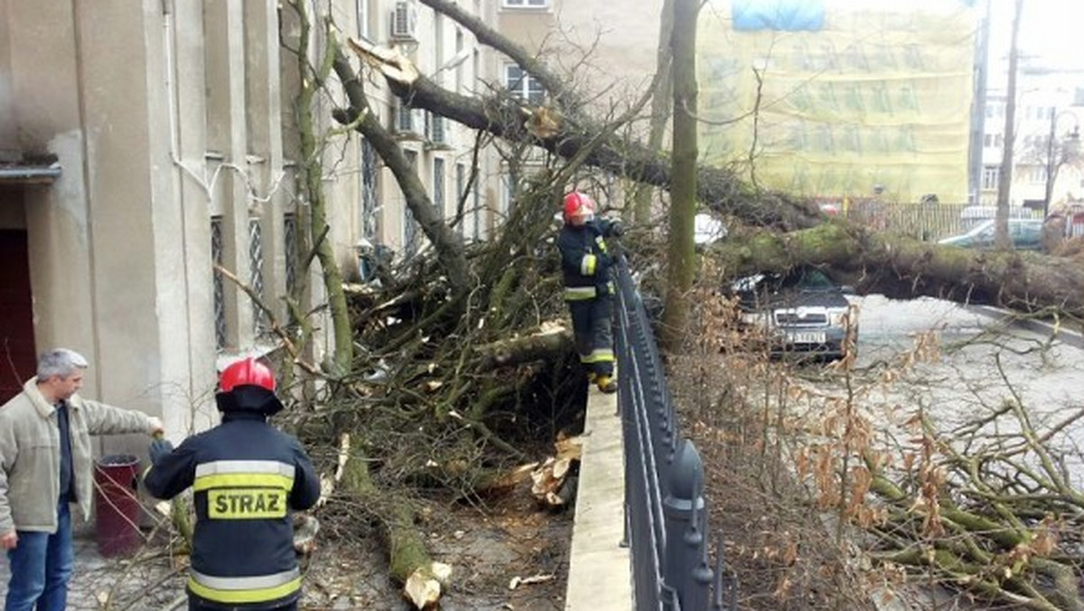 Do zdarzenia doszło w poniedziałek ok. godz. 14 na ul. Sądowej w Lublinie. Na miejscu są strażacy, usuwają drzewo.