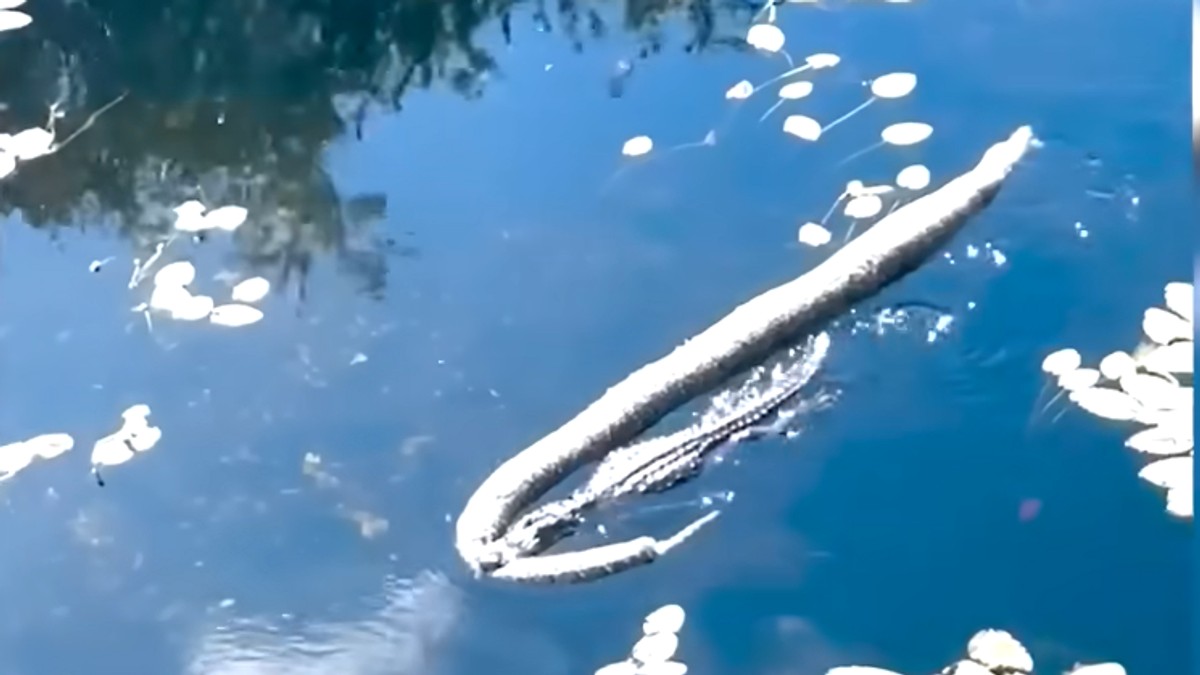 "Godzila" aligator vuče ogromnog pitona