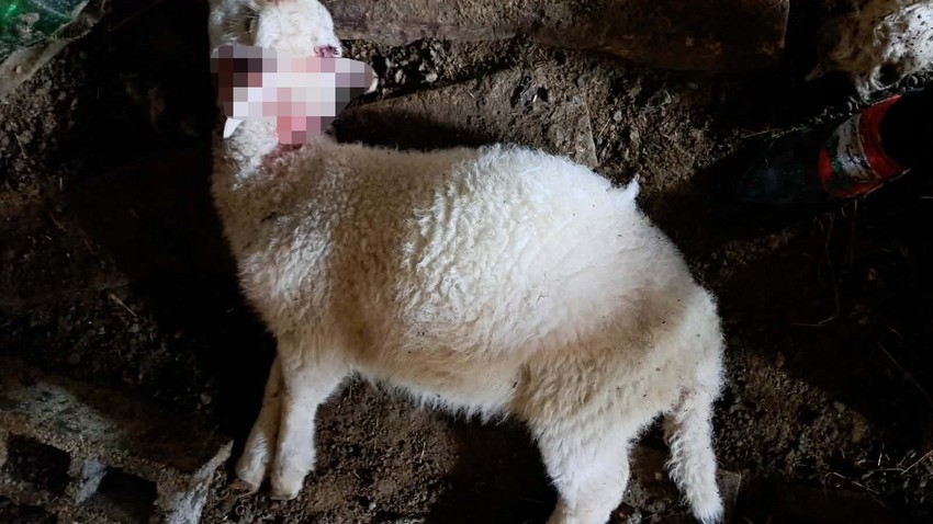 Psi lutalice rastrgli stado ovaca kod Požege