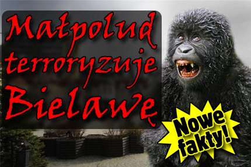 Małpolud terroryzuje Bielawę! Nowe fakty!