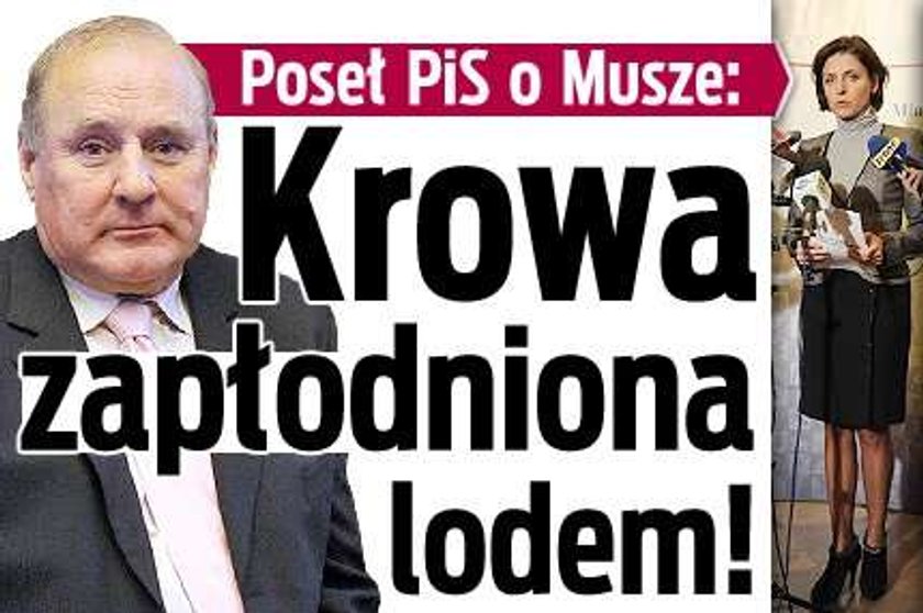 Poseł PiS o Musze: Krowa zapłodniona lodem! Taki ŻART