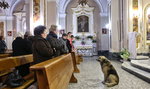Pies chodzi do kościoła, od kiedy umarła jego pani