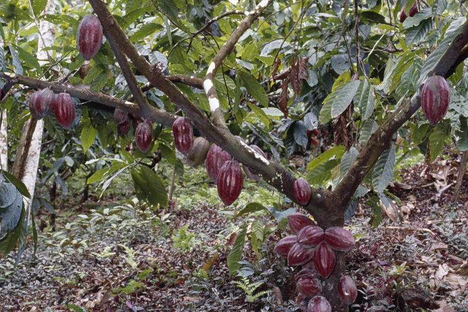 CACAO TREE