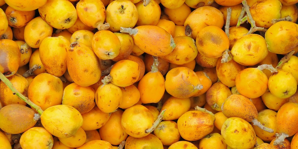 owoce marula