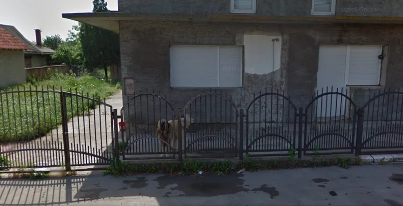 Samo pas ostao u dvorištu kuće