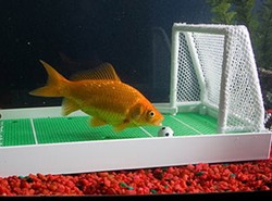 Zadbaj o kondycję rybki