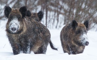 Przedstawiciel KE popiera plan odstrzału dzików. "To niezbędny krok"