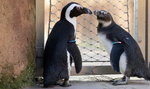 Słynny pingwin ma adoratora