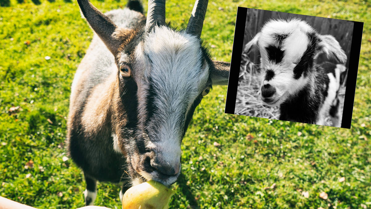 Zginęła koza sandomierska. Wszystko przez lekkomyślność zwiedzających