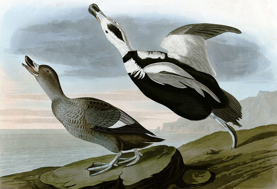 W zbiorach muzealnych na całym świecie zachowało się 55 okazów kaczki labradorskiej. 