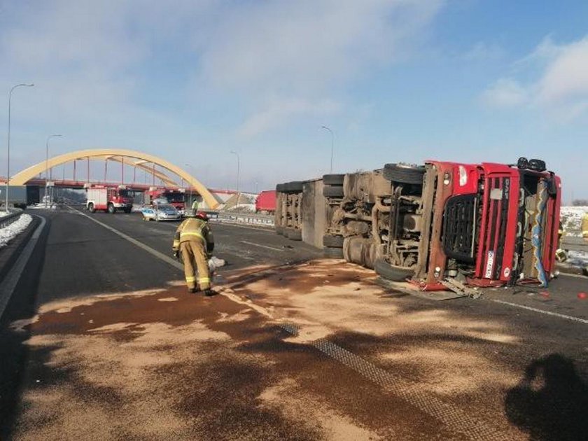 Samochód ze świniami przewrócił się na A1. Zwierzęta rozbiegły się po autostradzie! 