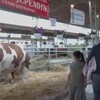 Najteži bik Jablan od 1830 kilograma,  zvezda sajma u Novom Sadu