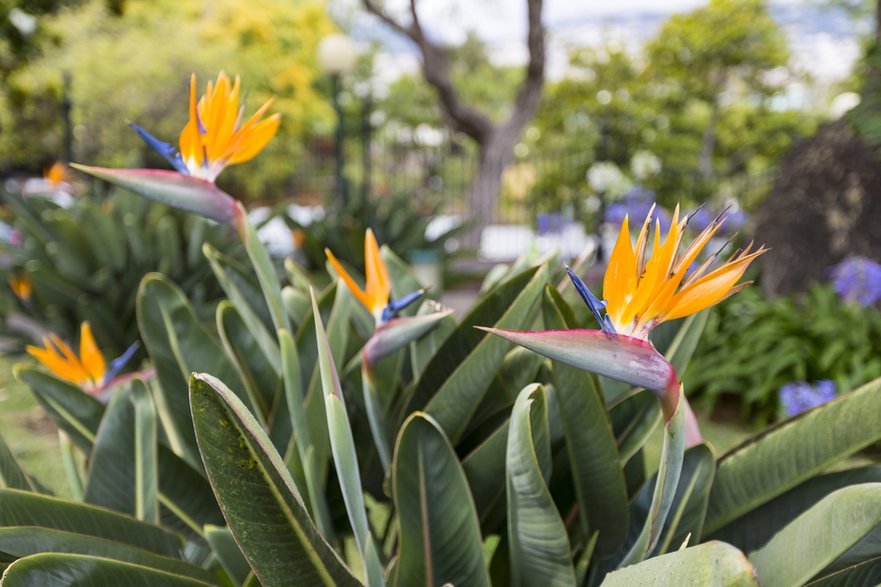 Strelitzia reginae