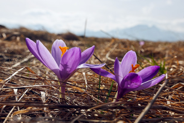 Zakopane, 29.02.2024. Krokusy na łące w Tatrach