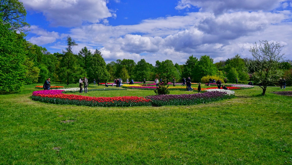 Tulipany w Ogrodzie Botanicznym w Łodzi