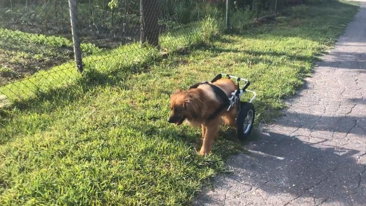 Zielona Góra. Zbierają na darmowy gabinet zoofizjoterapii 