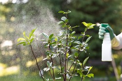 Czym można pryskać rośliny w ogrodzie? 3 ważne kwestie, aby nie dostać mandatu [Przewodnik amatora]
