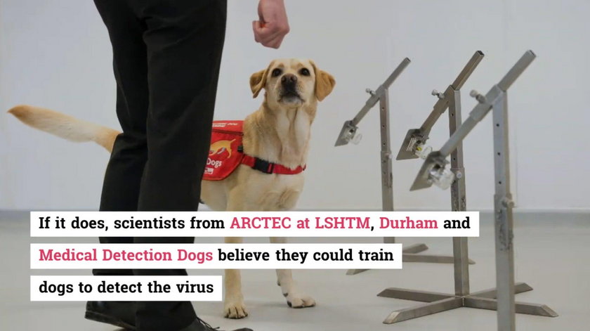 Koronawirus na świecie: chcą szkolić psy do wykrywania koronawirusa