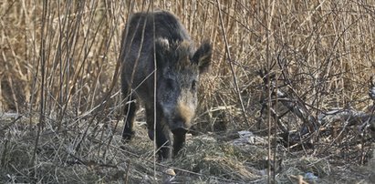 Mieszkańcy Białegostoku walczą z dzikami. Kilkadziesiąt zwierząt zostanie odstrzelonych?