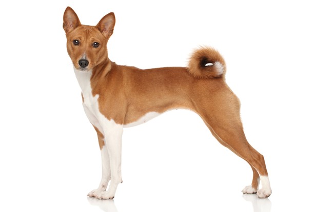 Which global dog breed is your perfect match?