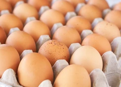 Salmonella na skorupkach jajek. Sanepid ostrzega