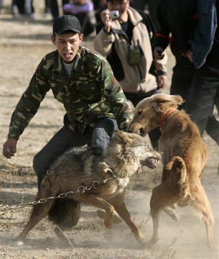 KYRGYZSTAN - HUNTING