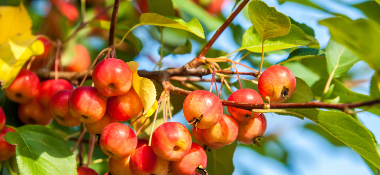 Rajska jabłoń w ogrodzie - pielęgnacja, odmiany i właściwości owoców