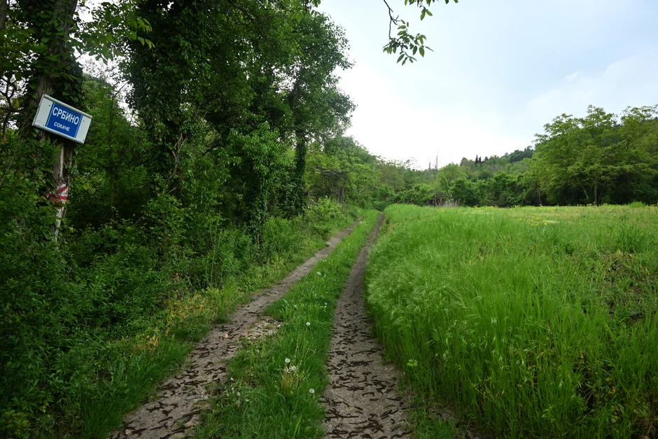 Jedino obeleženo drvo u šumi