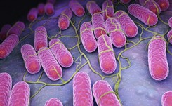 Nagły i wysoki wzrost zachorowań na salmonellozę w Polsce