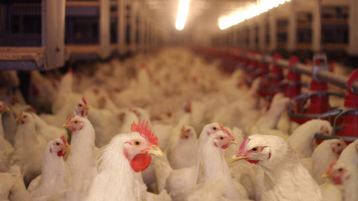 Wojna Unii z Ukrainą o kurczaki – ukraiński producent sprytnie omija przepisy 