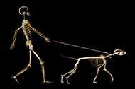 X-ray of dog on leash pulling master