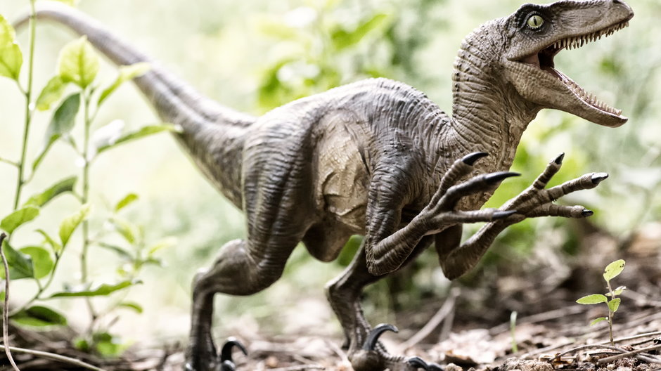 Velociraptor (zdjęcie ilustracyjne)
