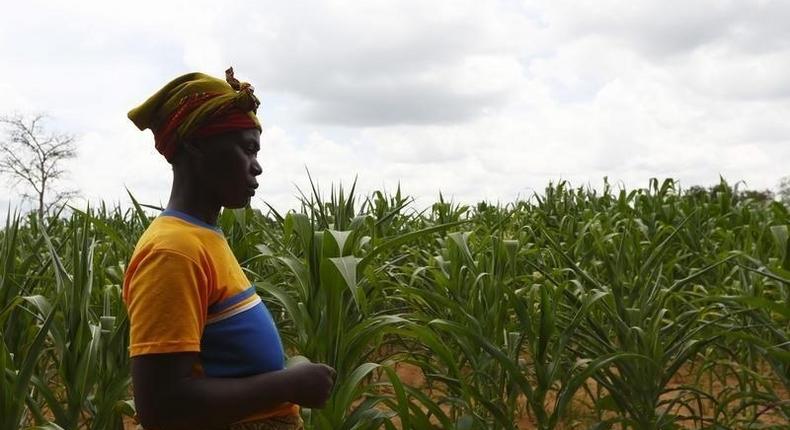 HIV-positive farmer Eunice Chiyabi walks near a field of maize during a visit by a home-based care team in Chikonga village, close to the town of Chikuni in the south of Zambia February 21, 2015. REUTERS/Darrin Zammit Lupi