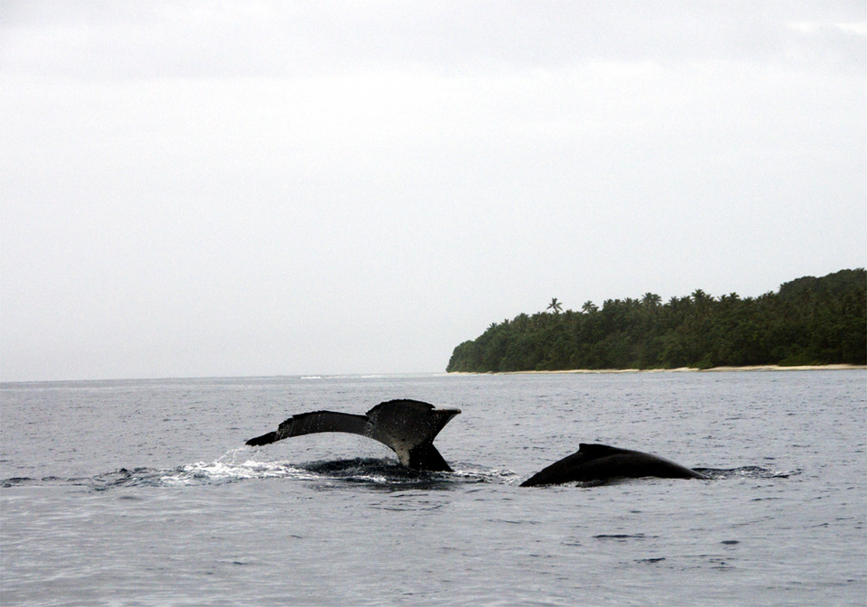 Tonga - jedno królestwo, 176 wysp