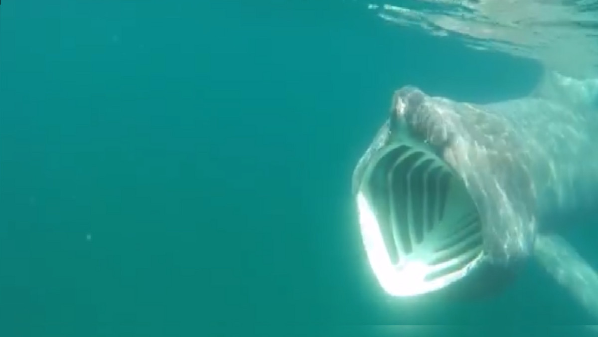 Kajakarz zamieścił w sieci wideo, które ukazuje jego bliskie spotkanie z rekinem. Film został nakręcony na Wyspie Man, znajdującej się na Morzu Irlandzkim.