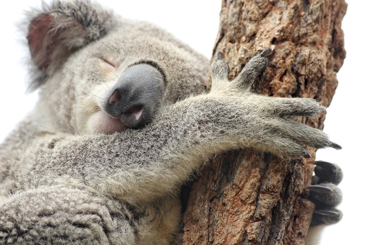 Koale w australijskiej Nowej Południowej Walii mogą wyginąć do 2050 r. [RAPORT]
