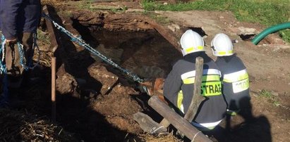 Koń w tarapatach! Utkwił w szambie po łeb