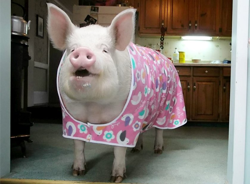 Esther the Wonder Pig