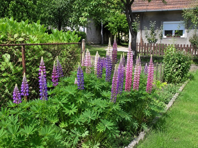 Ova biljka je zabranjena širom Evropske unije, a Srpkinje je obožavaju