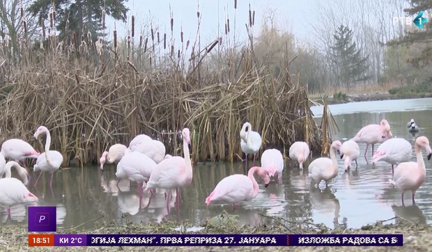 Flamingosi u zoo vrtu u Kolutu