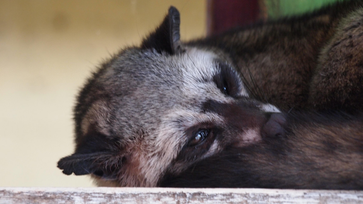 Najdroższa kawa świata Kopi Luwak powstaje dzięki niewielkiemu ssakowi - łaskunowi zwanemu w Indonezji luwakiem. Niestety popyt na ekskluzywną używkę powoduje, że te zwierzęta są trzymane w ciasnych klatkach i przeżywają horror, często umierając w męczarniach.