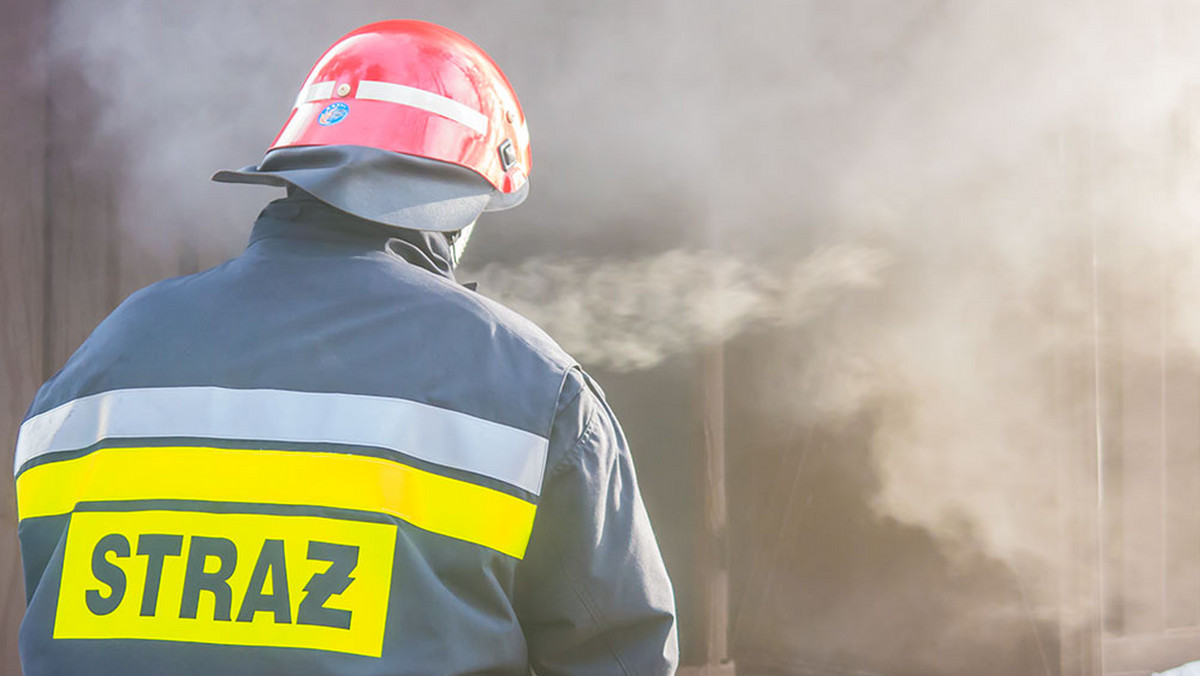 Bydgoszcz: pożar lasu przy osiedlu mieszkaniowym 